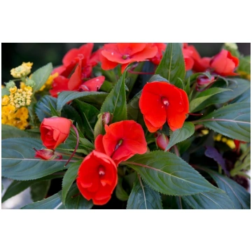 Impatiens x hawkerii - Jaungvinejas Balzamīnes