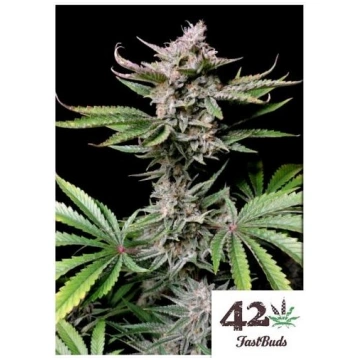 Fast Buds - Cherry Cola Auto - 10 Semi