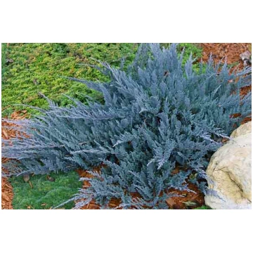 Kadiķis klājeniskais "Blue Chip" 20-40 cm