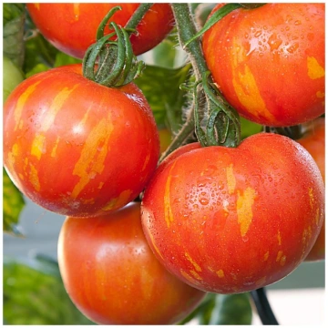 RED ZEBRA F1