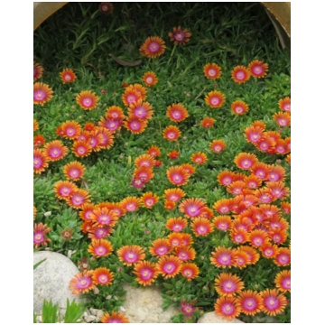 Delosperma dyeri Fire Spinner | A.M. ozoli