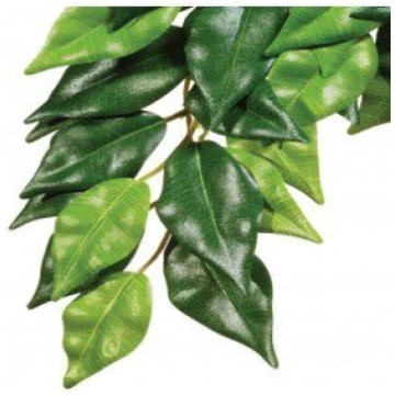 Hagen Exoterra Augs Ficus L