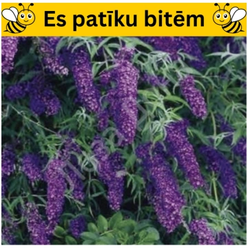 Budleja dāvida,, Black Knight,, /Buddleja davidii/