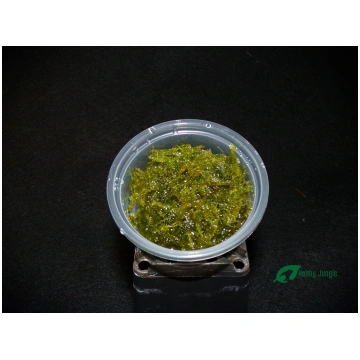 Taxiphyllum barbieri "Java moss" Hobby Jungle