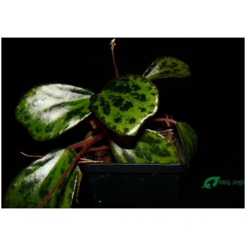 Begonia blancii (mottled form) - Medium