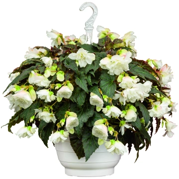 Begonia tuberhybrida Nonstop Joy Mocca White | A.M
