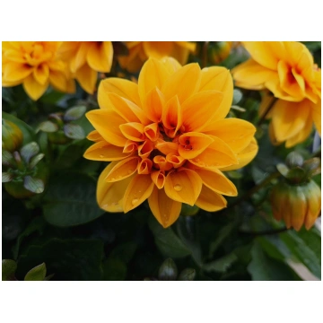 Dahlia hortensis Labella Medio Fun Golden Eye | A.