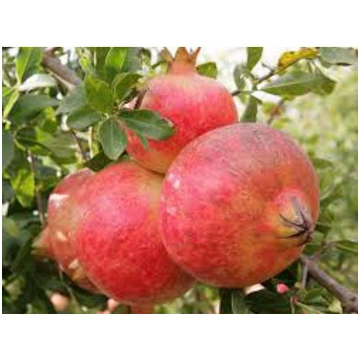 Punica granatum Mollar de Elche-Melograno da frutt