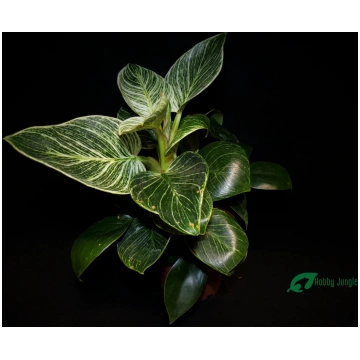 Philodendron ‘Birkin’ Hobby Jungle