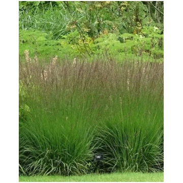 Molinia caerulea Edith Dudszus | A.M. ozoli