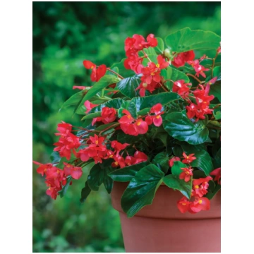 Begonia interspecific - Augstās leduspuķes