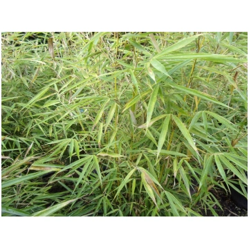 Fargesia robusta Campbell Donnadipiante - Vendita