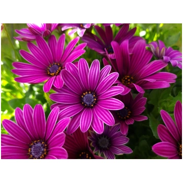 Osteospermum ecklonis Cape Daisy Antique Rose | A.