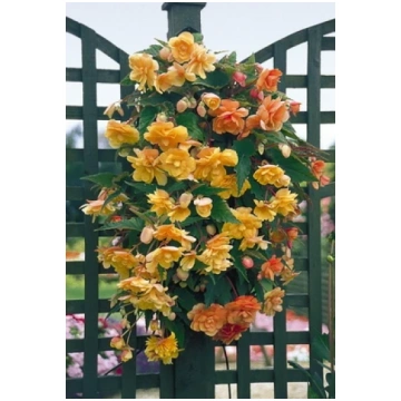 Begonia tuberhybrida Illumination Apricot - 19-22