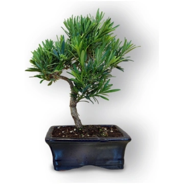 Budas priedes bonsai, Ref. 8101