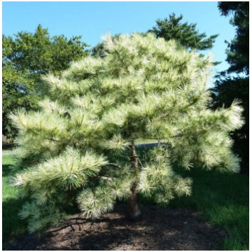 Pinus densiflora 'Oculus-draconis' Blīvz