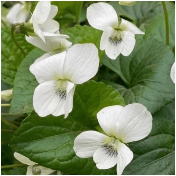Vijolīte, tauriņziedu "Albiflora" /viola sororia/ 