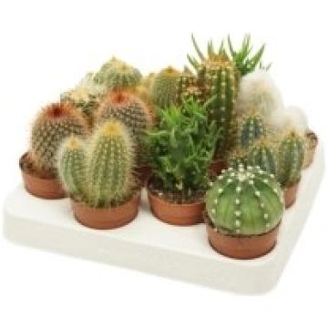 Telpaugi Cactus mix(kaktuss)