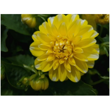 Dahlia hortensis Labella Medio Fun Yellow Blush | 