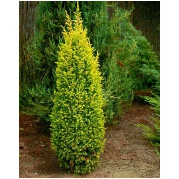 Kadiķis parastais "Gold Cone" 50-70 cm
