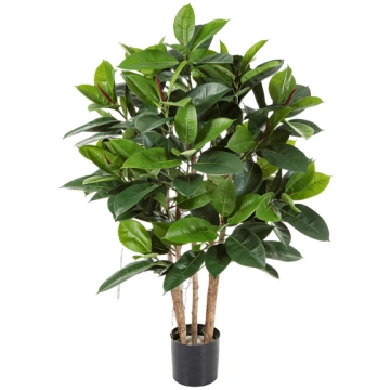 Lietots - Ficus elastica 120cm