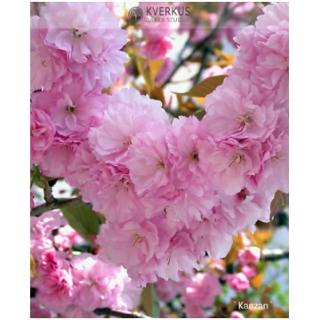 Sakura "Kanzan" Kverkus