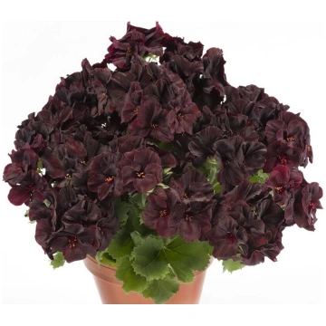 Karaliskā lielziedu pelargonija "Aristo black velv