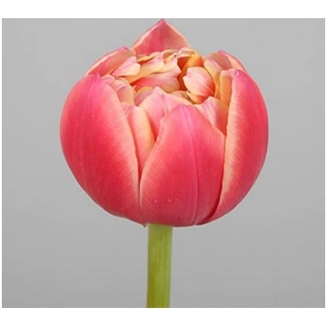 Tulpes COLUMBUS