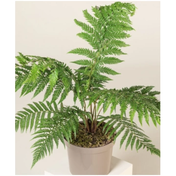 Dicksonia antarctica single | A.M. ozoli