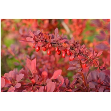 Berberis thunbergii 'Atropurpurea Nana' 