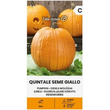 Ķirbji Quintale Seme Giallo Žalia stotelė