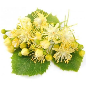 Liepziedi (Tilia americana) absolūts 5% jojobā, 5m