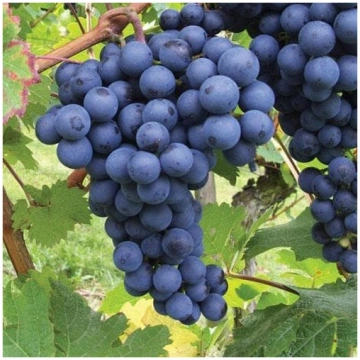 Vīnoga /vitis/ "Boskoop Glory" - C2 kont