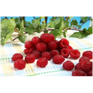 RASPBERRY TOWER