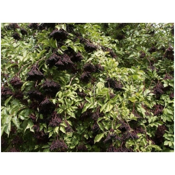 Sambucus nigra "Riese aus Vosslock" Melnais plūško