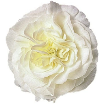 Begonia tuberhybrida F1 Fortune White with Rose Ba