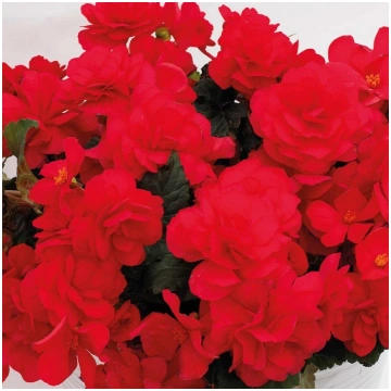 Begonija, solēnija Cherry Luxe