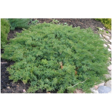 Juniperus davurica (Daurijas kadiķis), konteiners