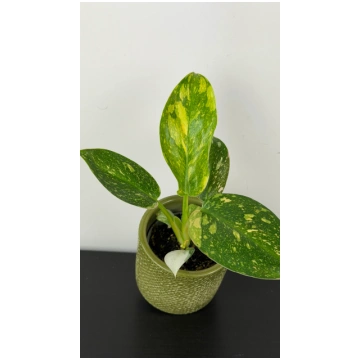 Philodendron Green Congo Augi-Plants