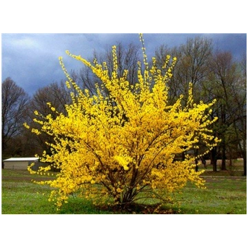 Forsythia intermedia 'Spring Glory' (Vid