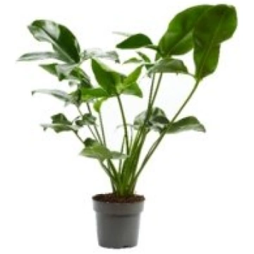 Telpaugi Philodendron "Fun Bun"(filodendrs)