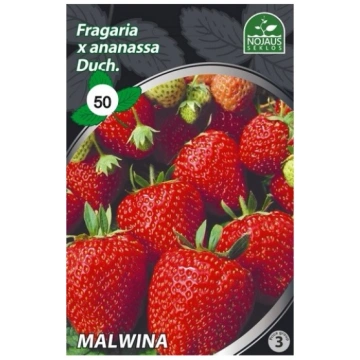50 gab. MALWINA Frigo Zemeņu stādi
