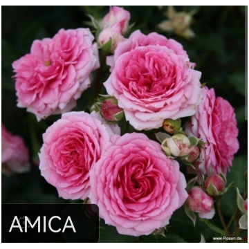 Klājeniskā Roze Amica /Rosa/