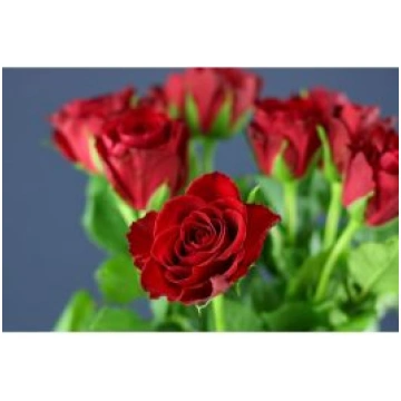 Rozes Madam Red