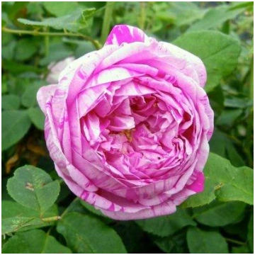 Honorine de Brabant