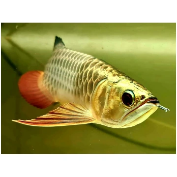 SCLEROPAGES GOLDEN CROSSBACK BUKIT MERAH