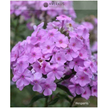 Floksis Skarainais "Hesperis" Kverkus