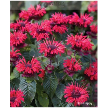 Monarda "Bee-Happy" Kverkus