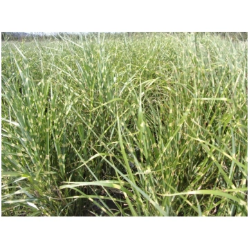Miscanthus sinensis Zebrinus Donnadipiante - Vendi