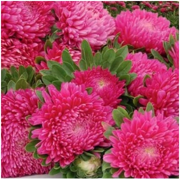 Asteres ķīnas Balloon Ruby red 30 gab Satimex